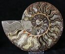 Split Agatized Ammonite - Million Years #18831-2